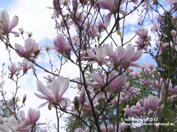 Magnolienblueten (3)